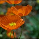 ... Goldmohn ...