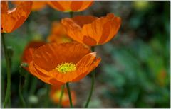 ... Goldmohn ...