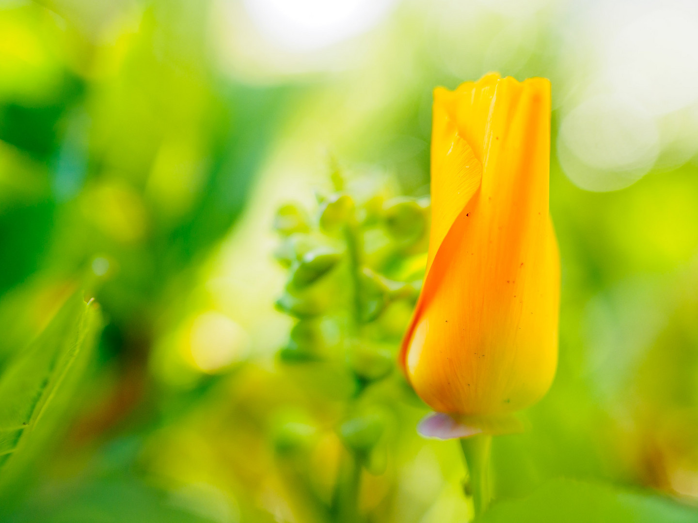 Goldmohn - Eschscholzia