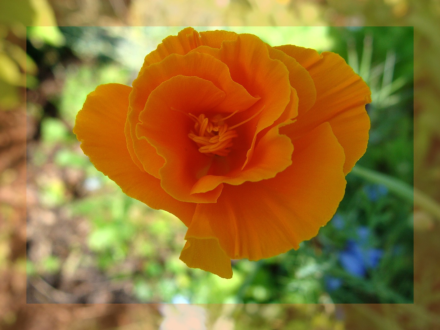 Goldmohn