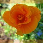 Goldmohn