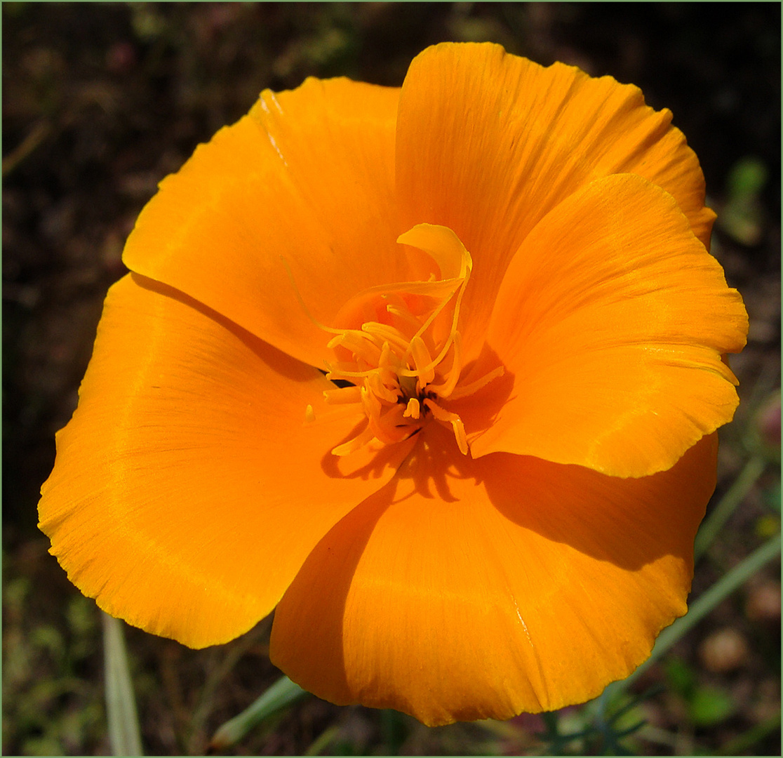 Goldmohn-vom-Sommer..