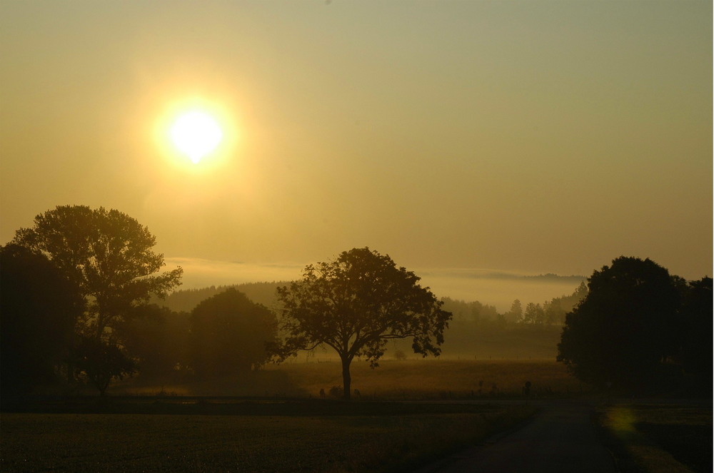 Goldmorgen