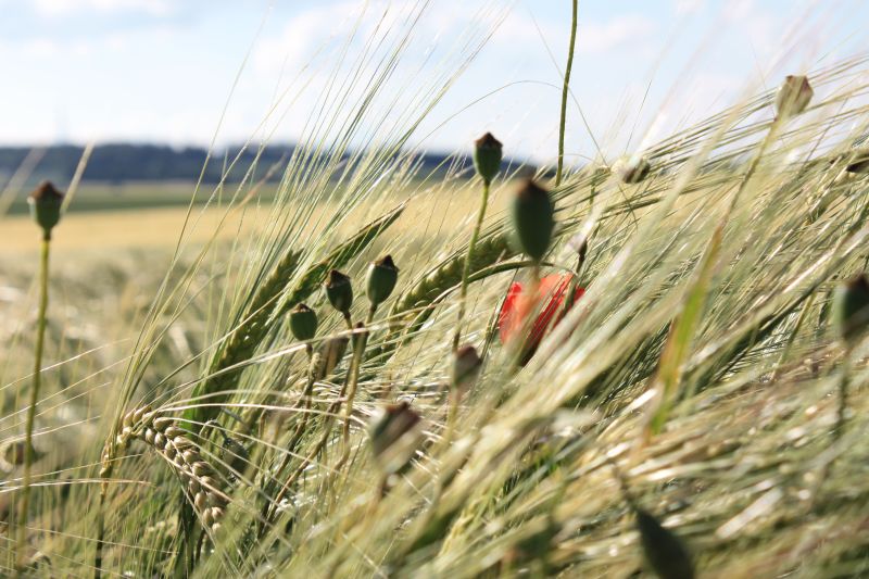 goldne Felder, reifes Land