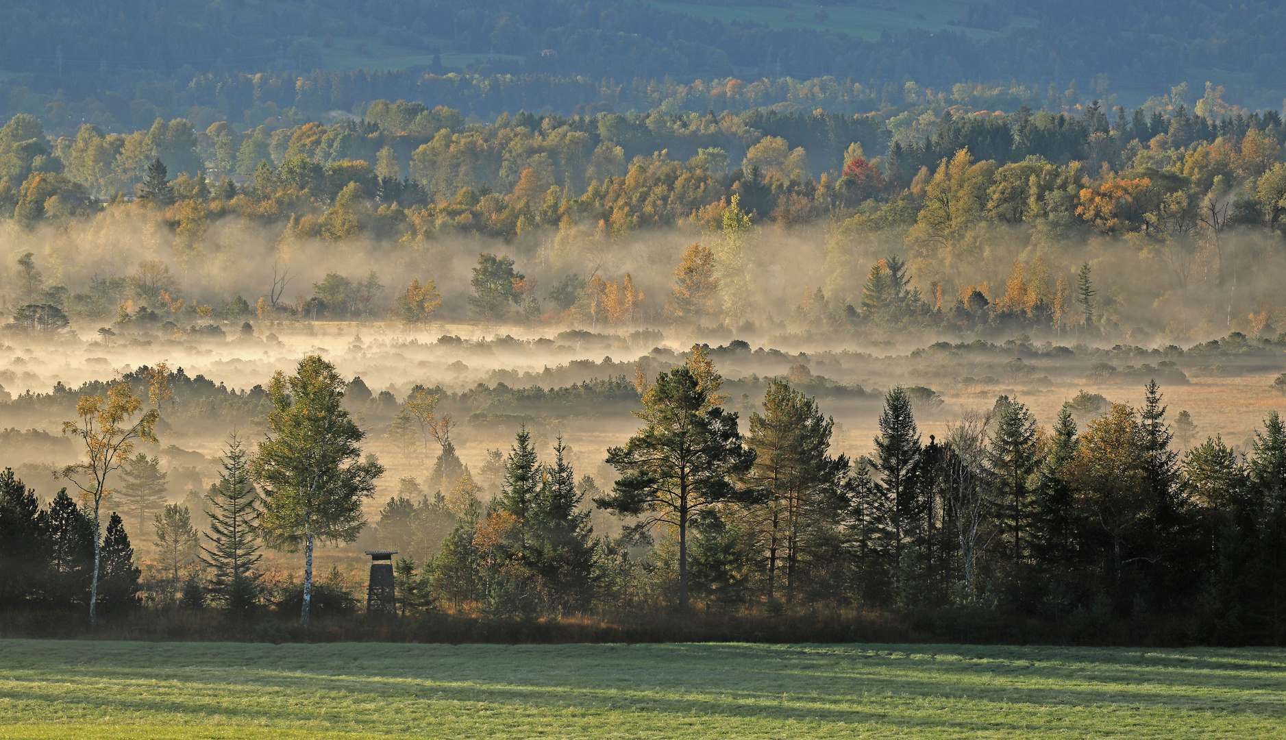 Goldnebel