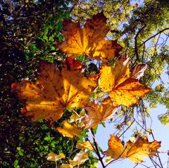 Goldner Herbst