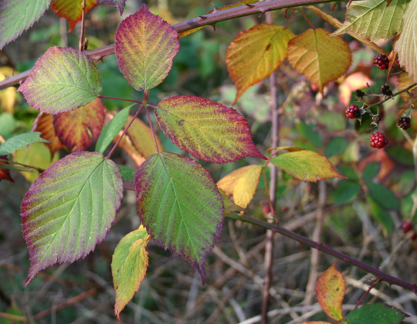 goldner oktober