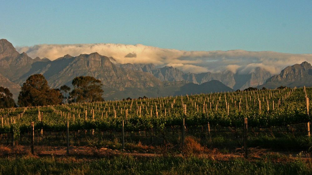 Goldner Wein im Schutz der Berge