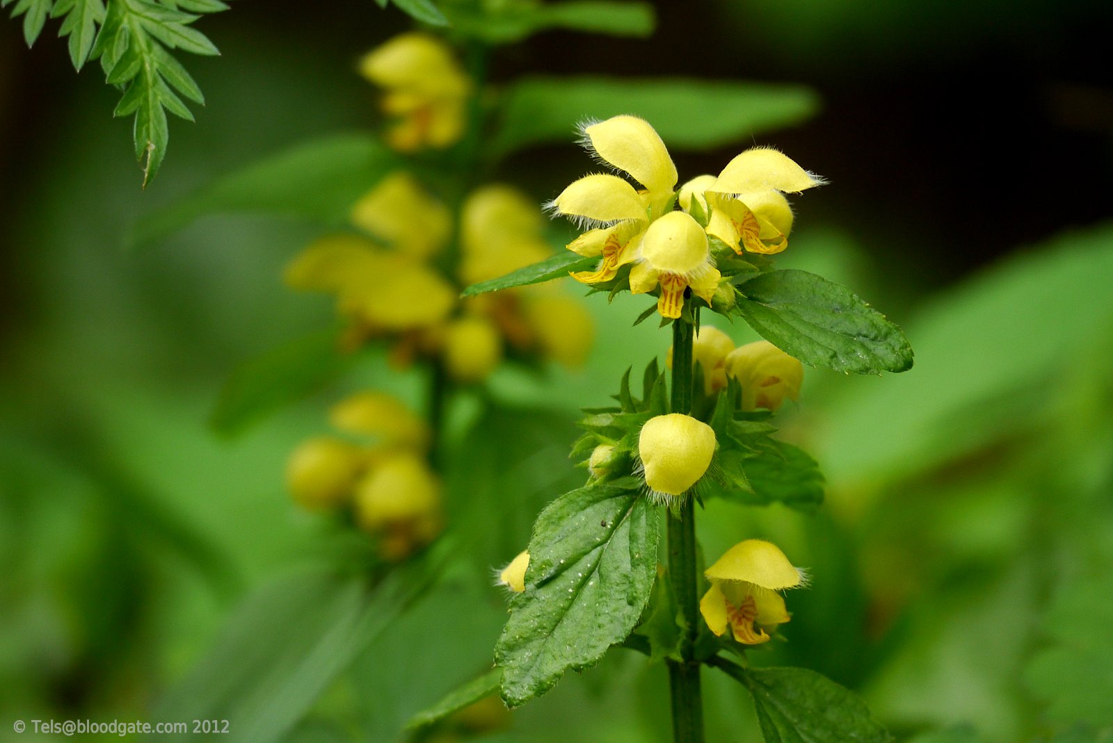 Goldnessel (Lamium galeobdolon)