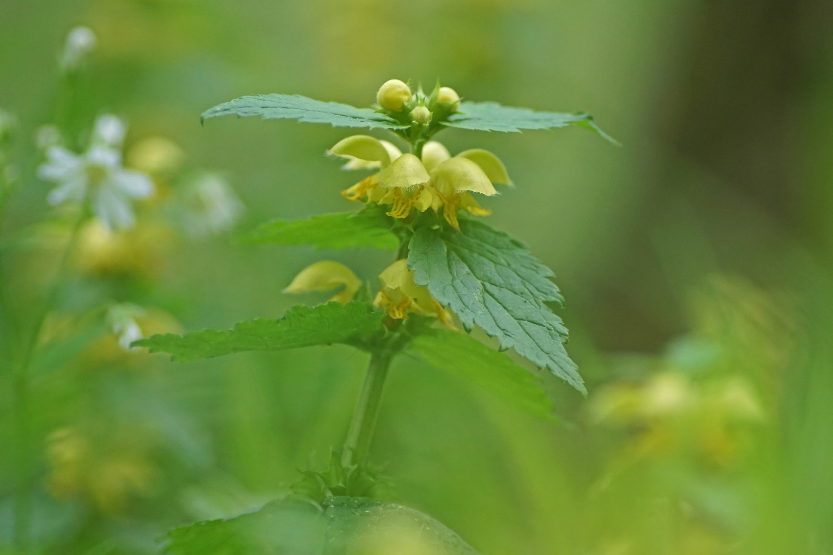 Goldnessel (Lamium galeobdolon)