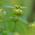 Goldnessel (Lamium galeobdolon)