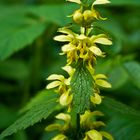 Goldnessel (Lamium galeobdolon)