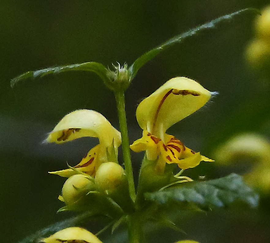 Goldnesselblüte