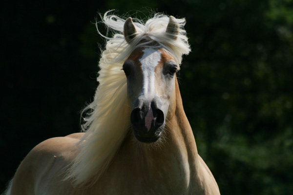 goldpony