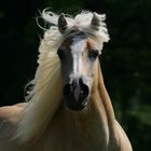 goldpony