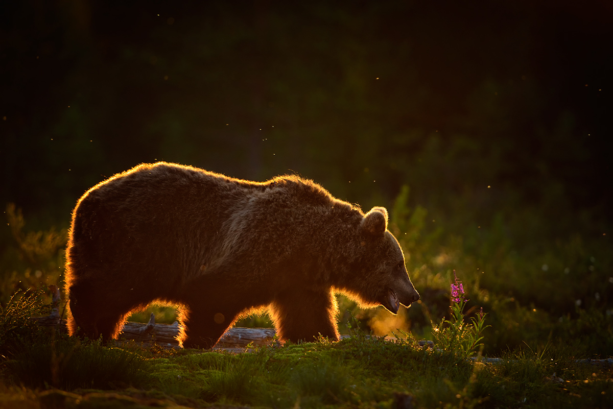 Goldrandbär