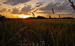 GOLDRAUSCH
