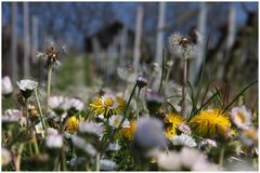 ... Goldrausch im Weinberg ...