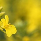 Goldrausch in der Eifel - Rapsblüte