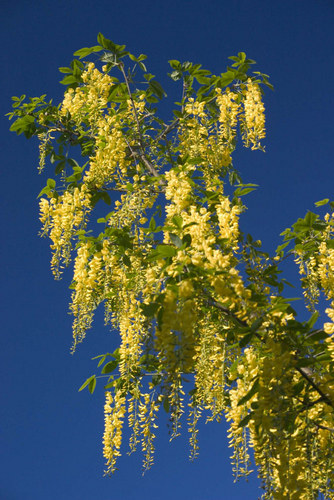 Goldregen Blüten