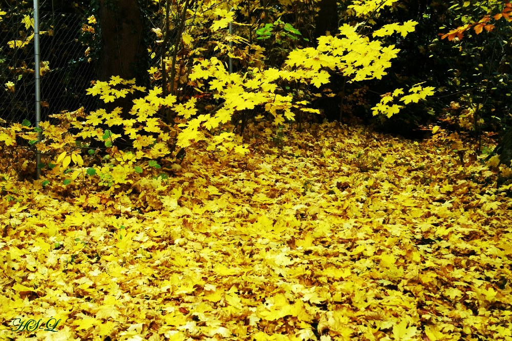 Goldregen im Herbst
