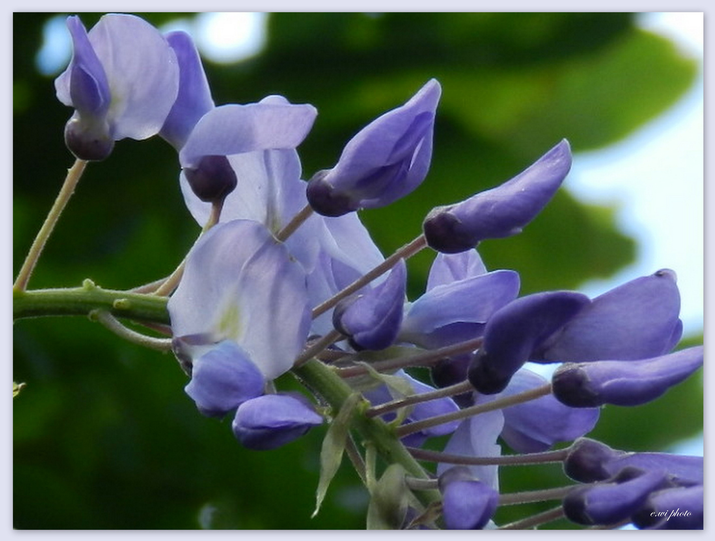 Goldregen in blau - die 'Glycinie'