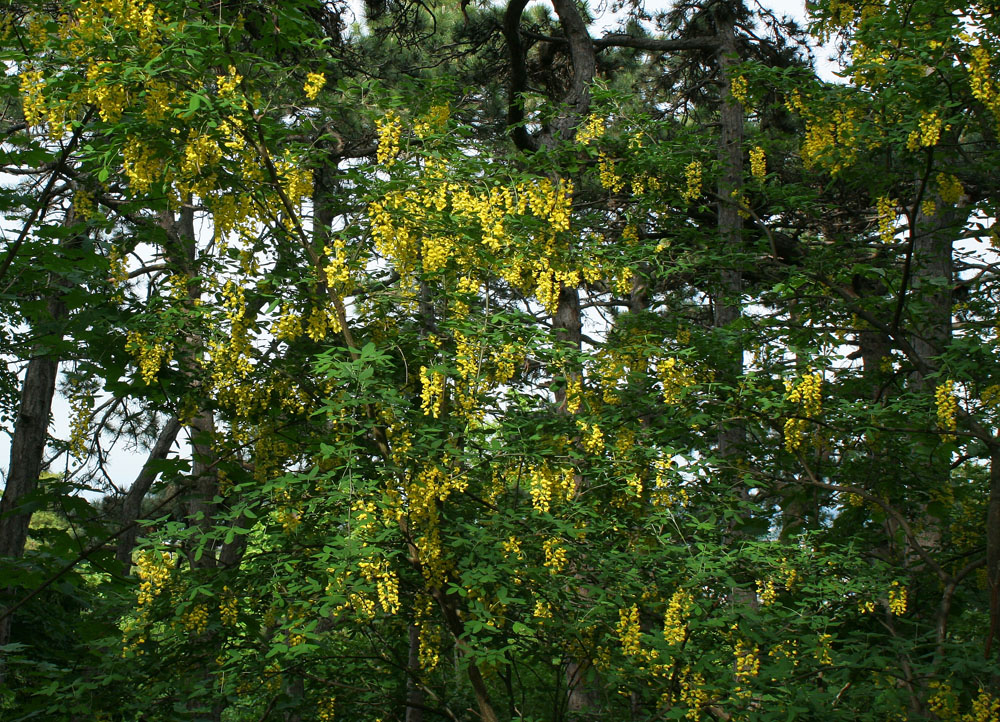 Goldregen in den Föhrenbergen