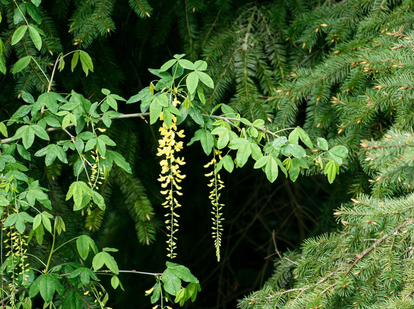 Goldregenblüte