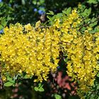 Goldregen_Laburnum