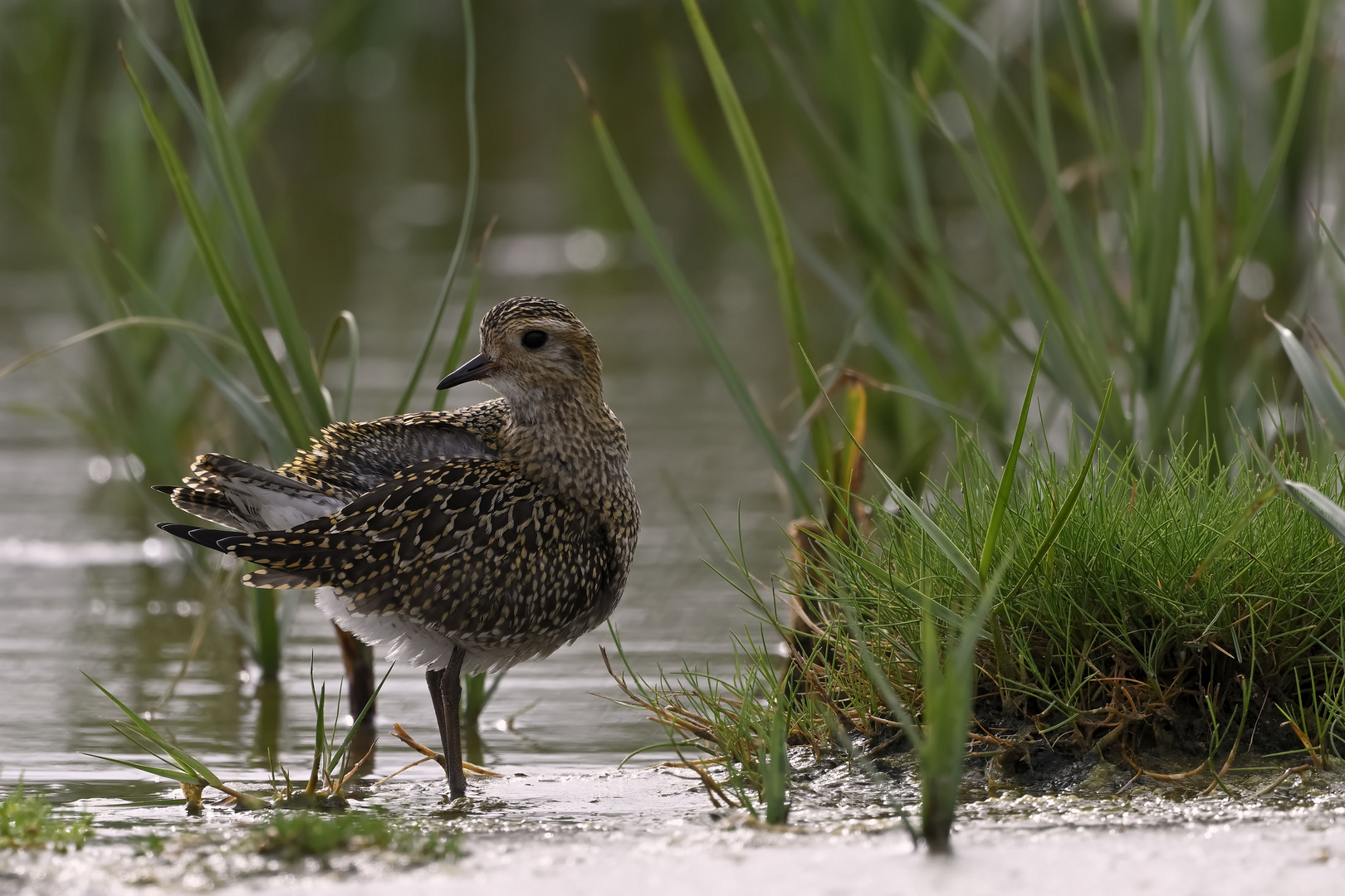 Goldregenpfeifer - Golden Plover