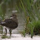 Goldregenpfeifer - Golden Plover