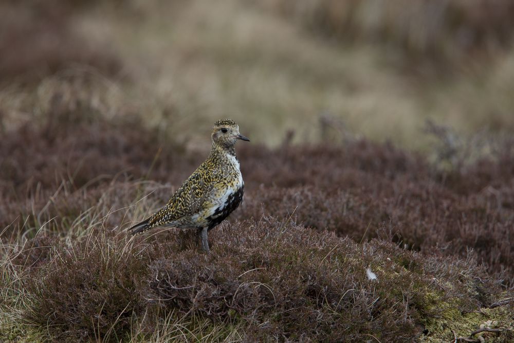 Goldregenpfeifer (Golden Plover) im Brutrevier