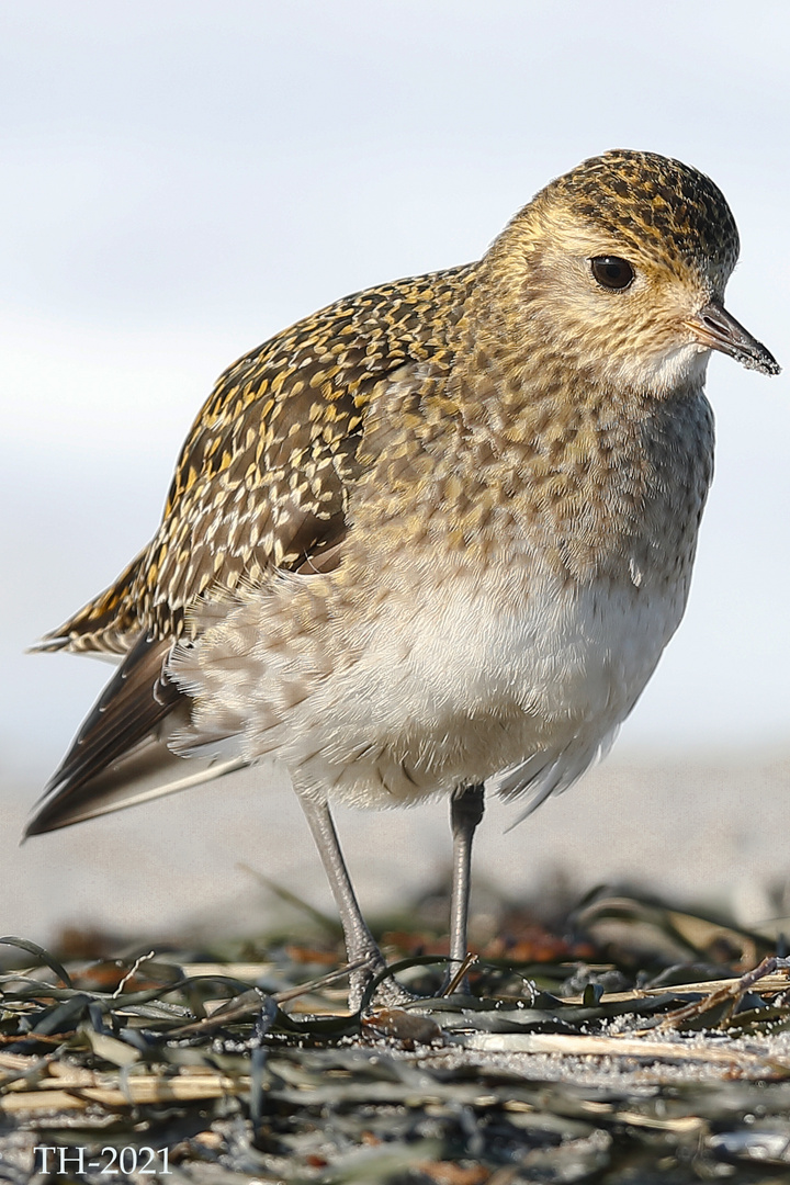 Goldregenpfeifer (Pluvialis apricaria)