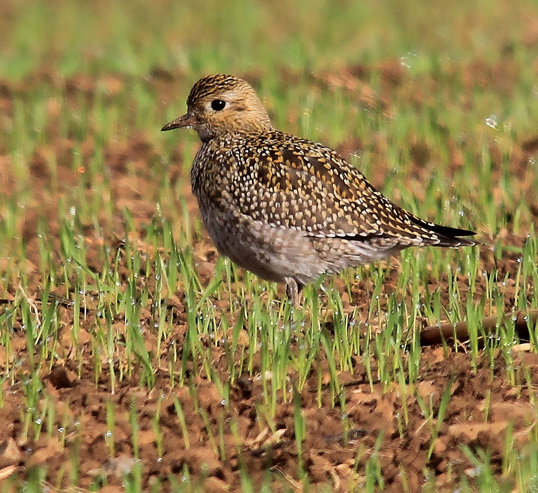 Goldregenpfeifer (Pluvialis apricaria)