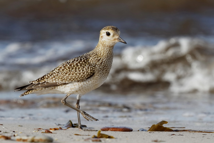 Goldregenpfeifer ( Pluvialis apricaria )