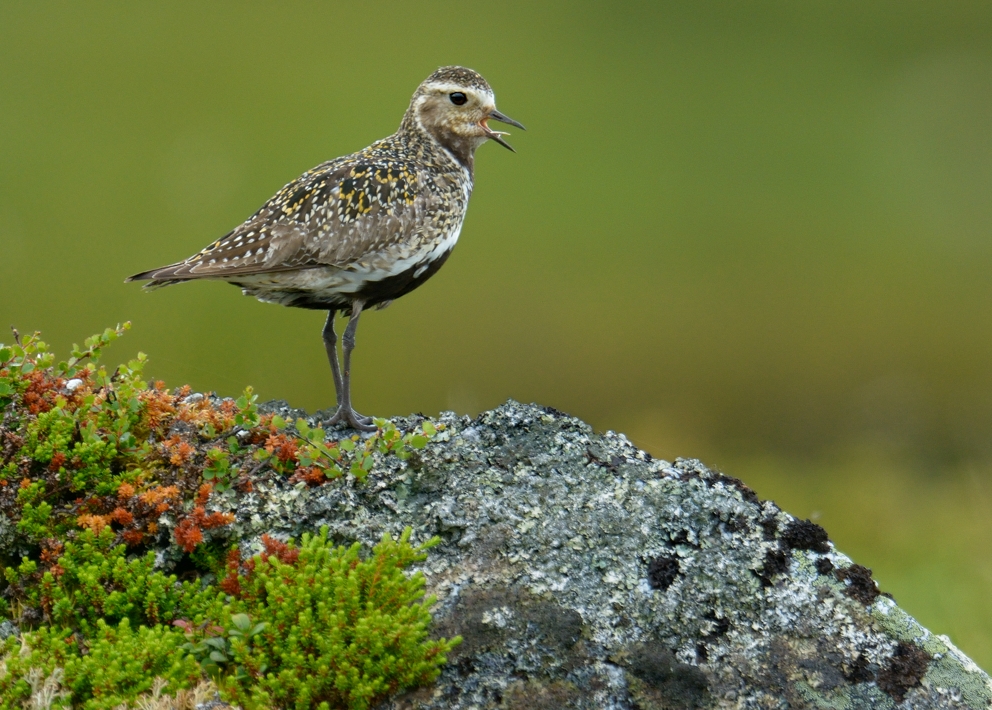 Goldregenpfeifer (Pluvialis apricaria), im Juni 2013, Dovrefjell NP, Norwegen