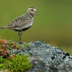 Goldregenpfeifer (Pluvialis apricaria), im Juni 2013, Dovrefjell NP, Norwegen