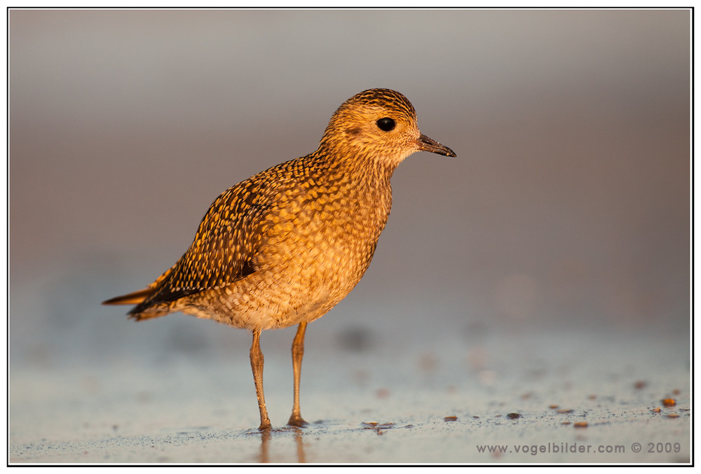 Goldregenpfeifer...SK (Pluvialis apricaria)