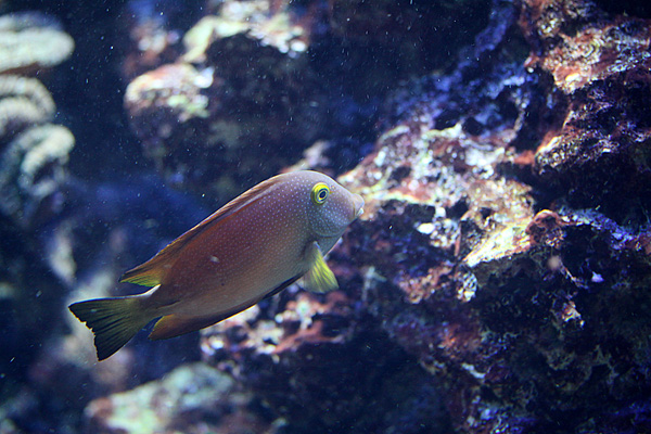 Goldring-Borstenzahn Doktorfisch