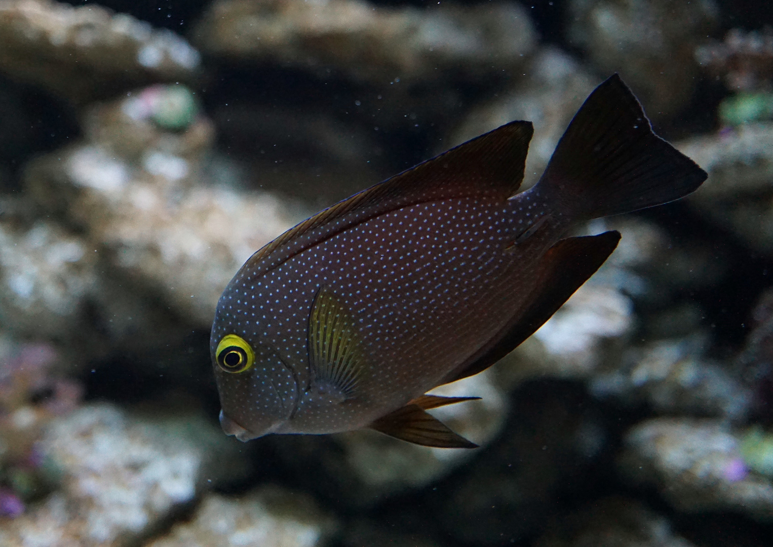 Goldring-Borstenzahndoktorfisch