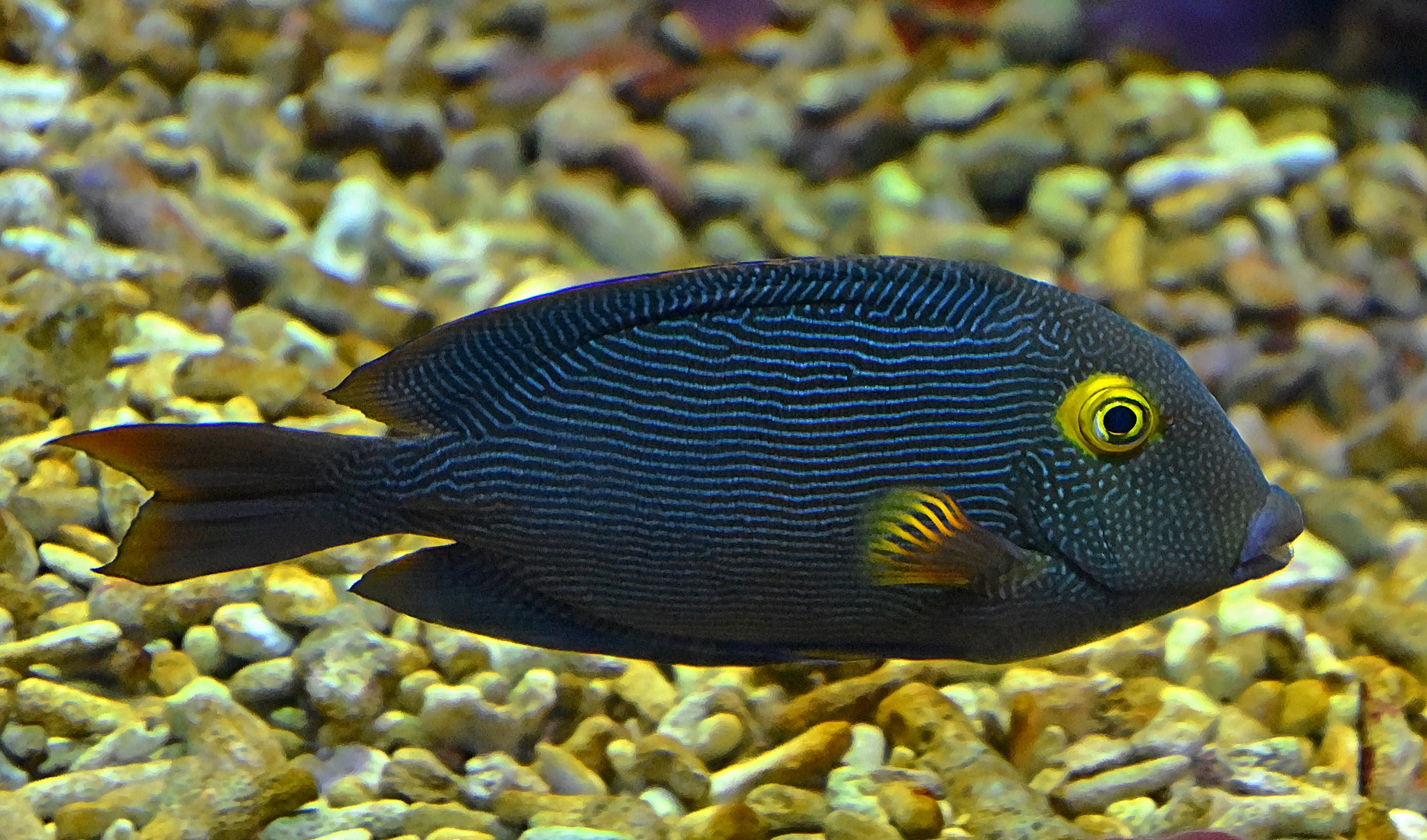 Goldring-Borstenzahndoktorfisch (Ctenochaetus strigosus)