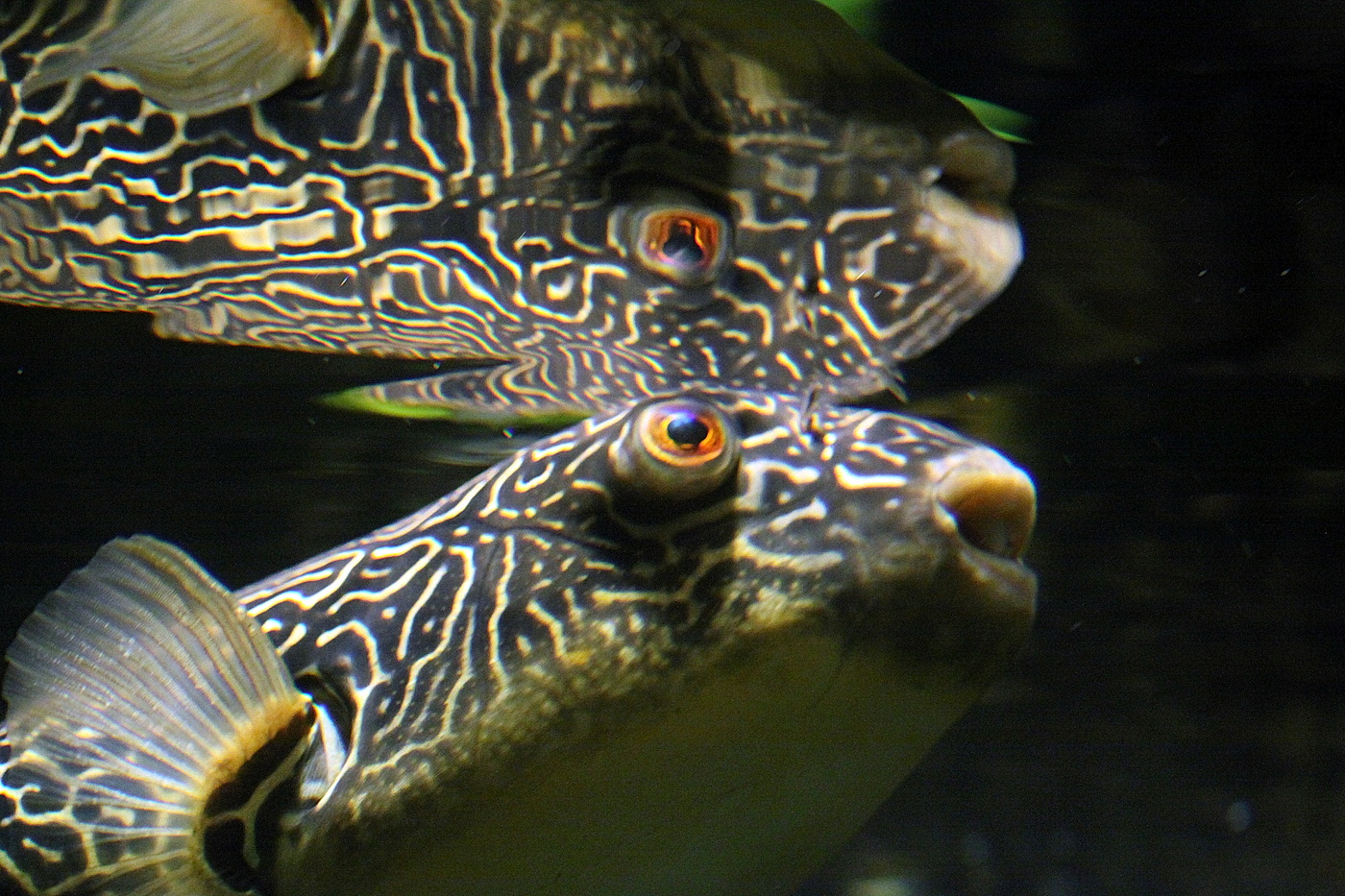 Goldringel Kugelfisch-Spiegelung