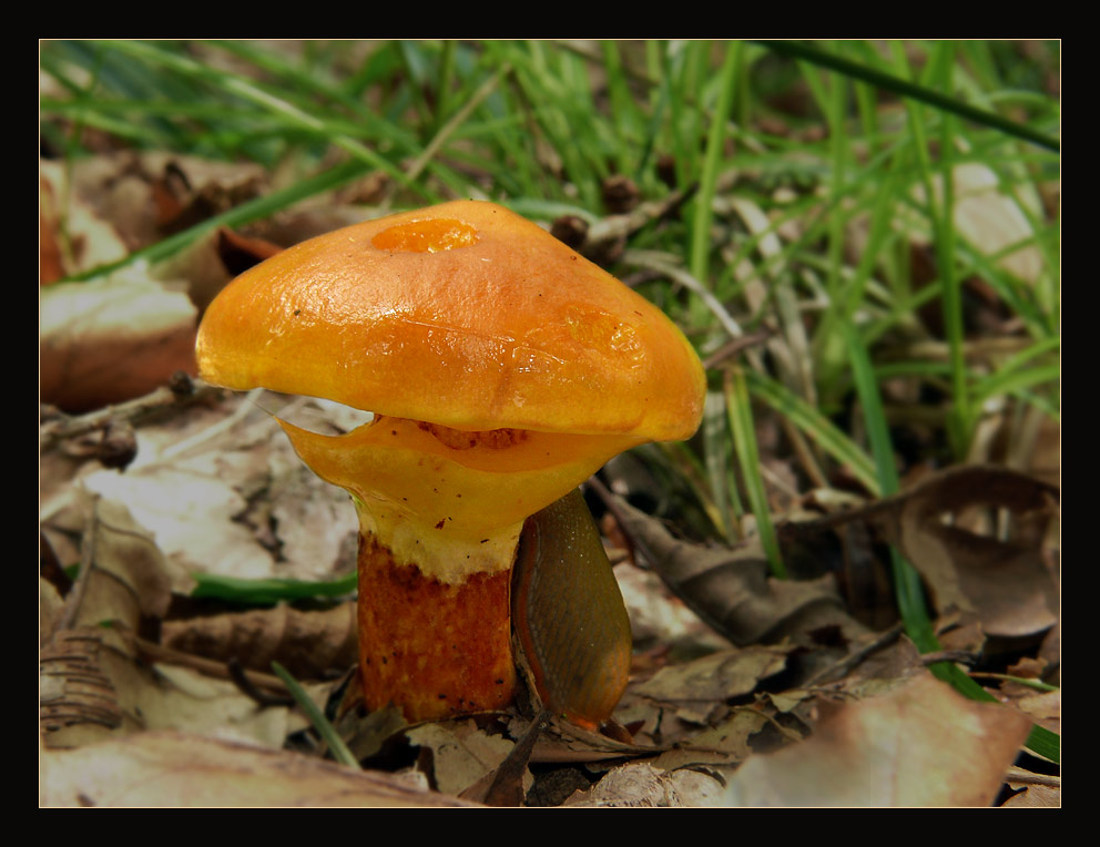 Goldröhrling (Suillus grevillei )