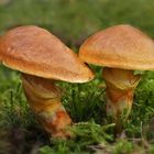 Goldröhrling,  Suillus grevillei  