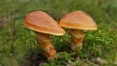 Goldröhrling,  Suillus grevillei  