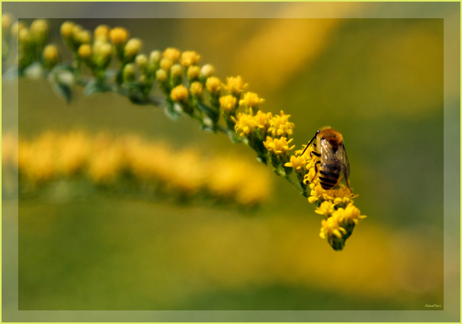 Goldrute hat Besuch