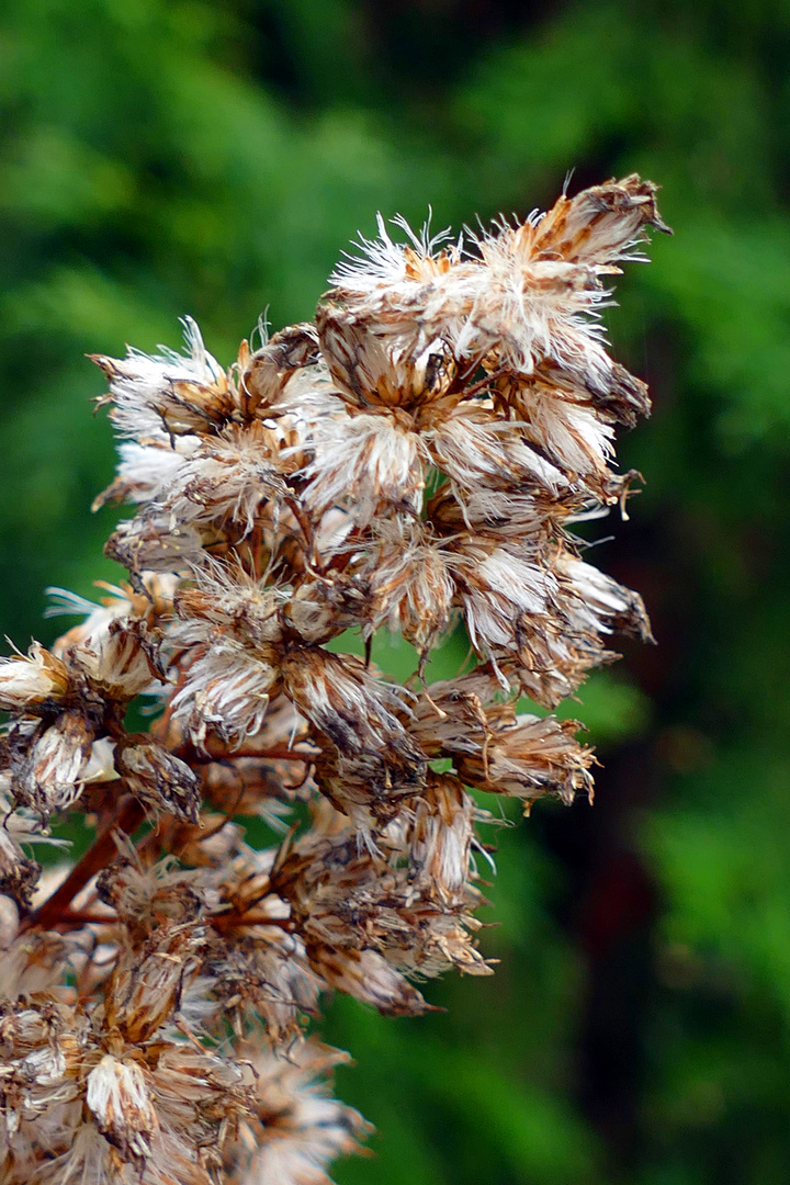 Goldrute im Herbst