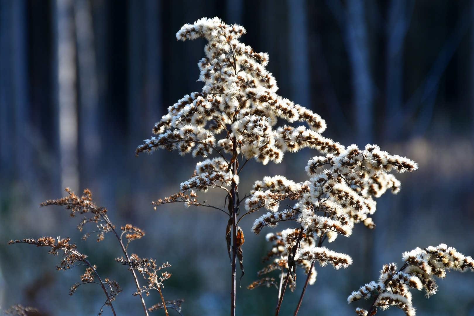 Goldrute im Januar