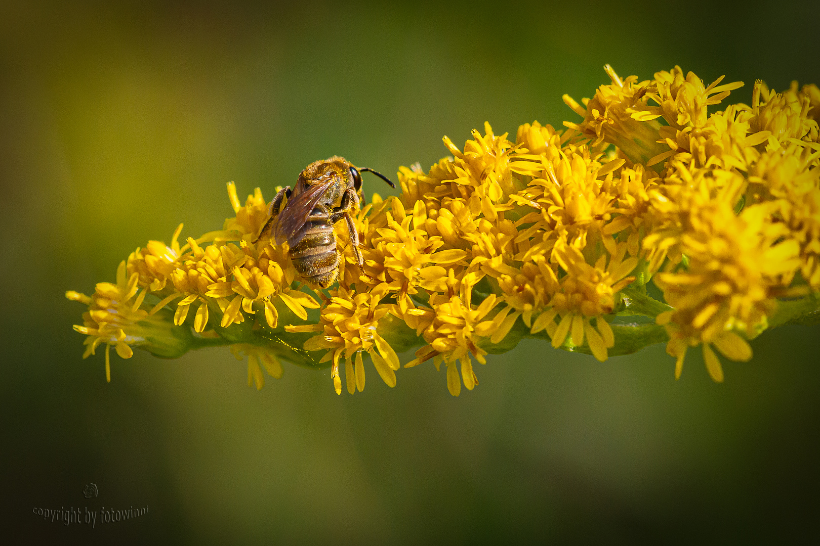 Goldrute mit Besuch