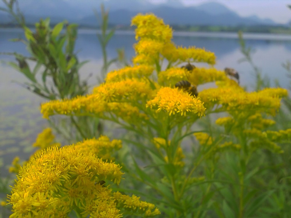 goldrute mit besuchern vor hopfensee